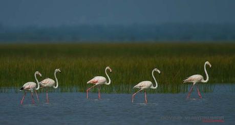 Group of Odd number of Flamingos