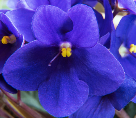 The Slowest Way to Kill Your African Violets