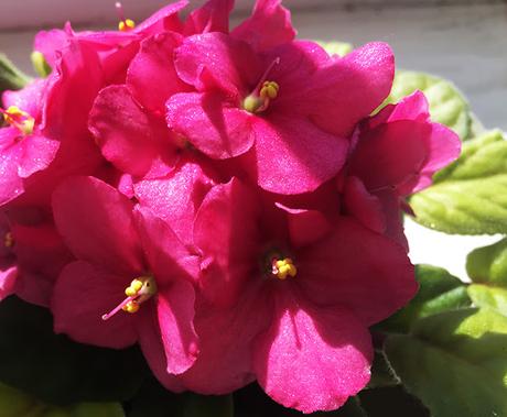 The Slowest Way to Kill Your African Violets