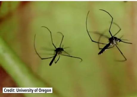 The Mosquito That Doesn’t Bite The Mosquito That Doesn’t Bite