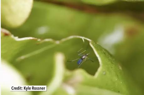 pitcher plant mosquito pitcher plant mosquito