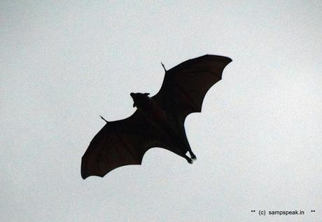 B a t s [yes bats] come flying to Triplicane