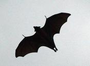 [yes Bats] Come Flying Triplicane