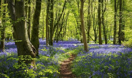 Only 7% of Britain’s Native Woodlands are in a Good Condition