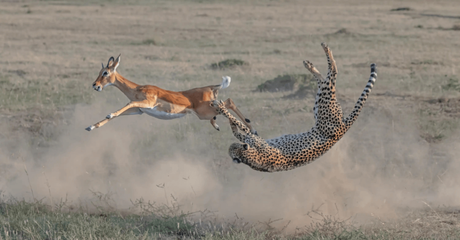 Antelope and cheetah Fight