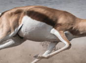 Fast Antelope Run? [Force, Technique, Speed]