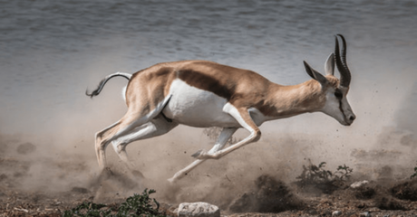 How fast can an antelope Run?