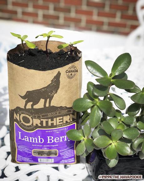 Earth Month: Northern Biscuit & One Tree Planted have a treat for your dog