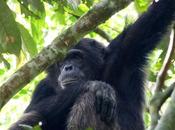 Pant Hoots Knuckle Prints Chimp Tracking Kibale Forest
