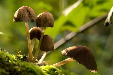 Mushroom: Nutrition, Benefits, Side-Effects and Uses