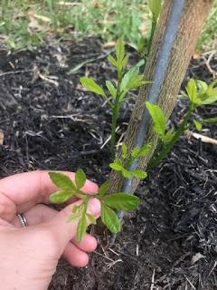 The Great Texas Freeze and What it Did to Your Citrus Trees