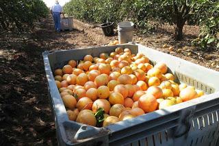 The Great Texas Freeze and What it Did to Your Citrus Trees