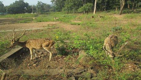 11 National Parks In Telangana To Get Closer To Wildlife!