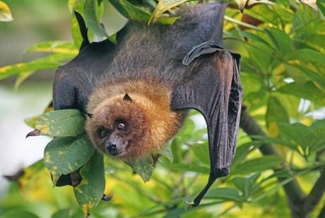 bat-in-rainforest