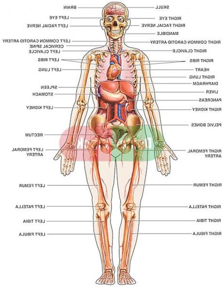 One important thing to keep in mind moving forward is that there isn't a perfect definition of an organ. Human Anatomy Diagram Female . Human Anatomy Diagram ...