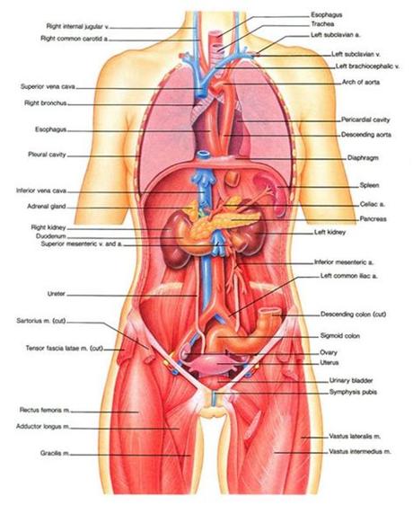Female anatomy of cardiovascular system with skeleton. anatomy and physiology - Google Search | Body organs ...