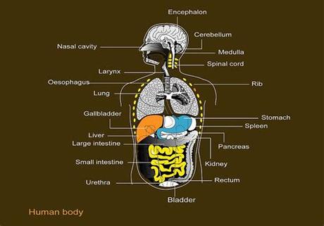 They include the brain, heart, lungs, spleen, muscles, stomach, kidneys and more. Human Internal Organs, Diagram Photograph by Francis Leroy ...