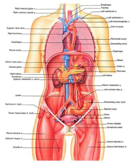 Bleeding in the brain, most common cause is stroke. Diagram Of Internal Human Organs . Diagram Of Internal ...