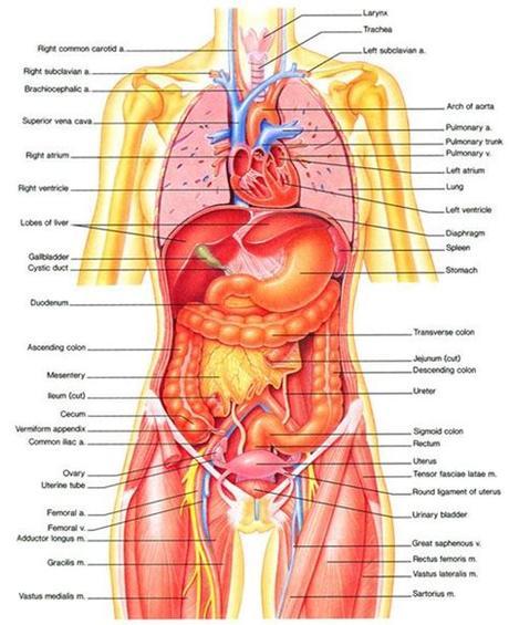 They include the brain, heart, lungs, spleen, muscles, stomach, kidneys and more. diagram of the human body internal organs | biology ...