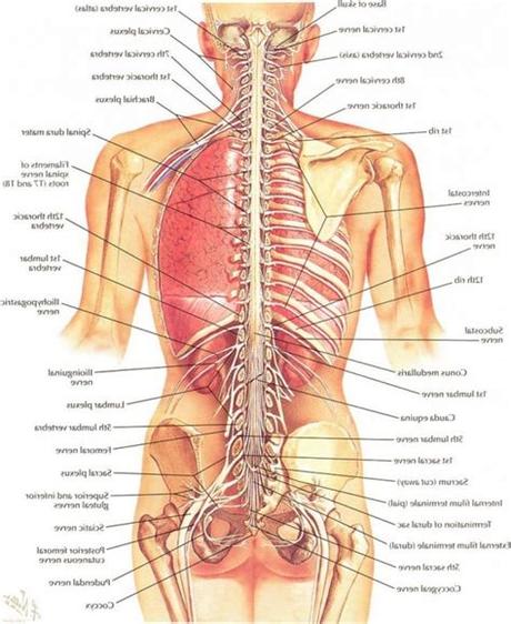This diagram depicts male human body organs diagram.human anatomy diagrams show internal organs, cells, systems, conditions, symptoms and sickness information and/or tips for healthy living. Image Internal Organs Human Body | Human body organs ...