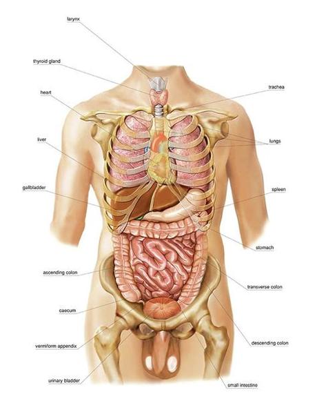 Posted on may 28, 2014 by admin. External Projection Of Internal Organs Photograph by ...