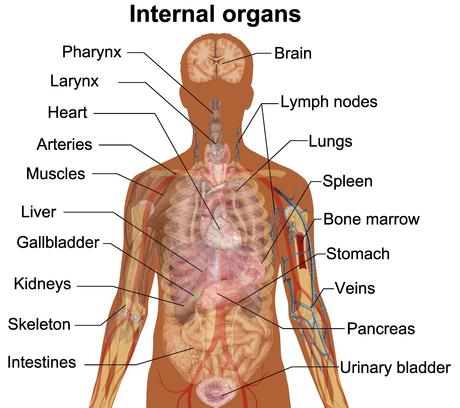 Male Human Anatomy | Human body organs, Body organs ...
