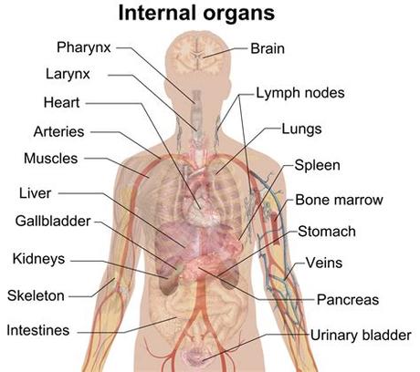 The human body is like a machine, uniquely designed and consisting of various biological systems, these systems are run by the internal organs of the body. Organ (anatomy) - Wikipedia