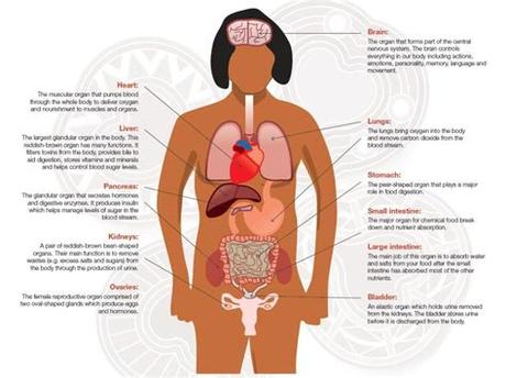 Diagram with labels for the organs. Anatomy poster fail - stomach labelled as lungs; ovaries ...