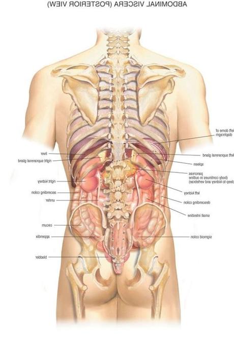 This diagram depicts picture of the female body 744×992 with parts and labels. Pictures Of Kidney Location In Body | Anatomy organs