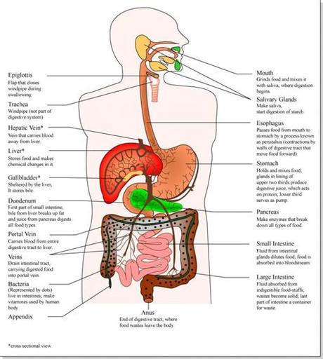 Controls all the other organs of the body and ensures they work together as a team. Human Body Anatomy Internal Organs Diagram, Picture of ...