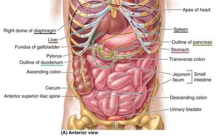 For more anatomy content please follow us and visit our website: Abdomen anatomy Archives - Page 5 of 6 - Anatomy Note