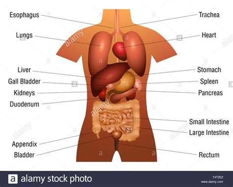 Is a health blogger focusing on health, beauty, lifestyle and fitness topics. Internal organs chart - 3d anatomy diagram with inner ...