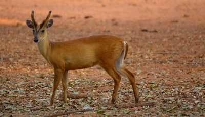 15 Best Wildlife Sanctuaries In Gujarat For The Nature Lovers In 2021!