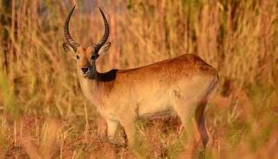 15 Best Wildlife Sanctuaries In Gujarat For The Nature Lovers In 2021!