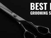 Should Only Best Grooming Scissors Your