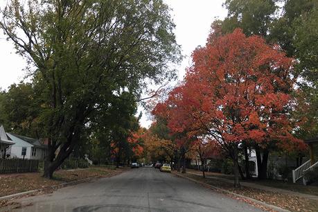 Autumn foliage in Ottawa KS