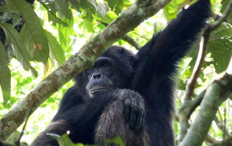 Pant hoots and knuckle spins – Chimp tracking in Kibale Forest