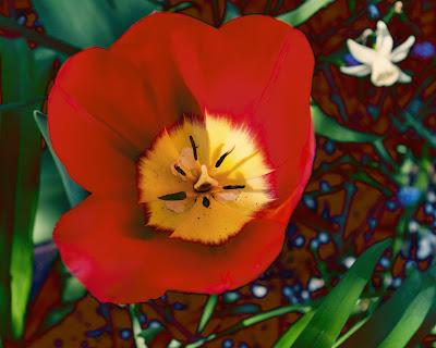 Tulip, dialectical X factor