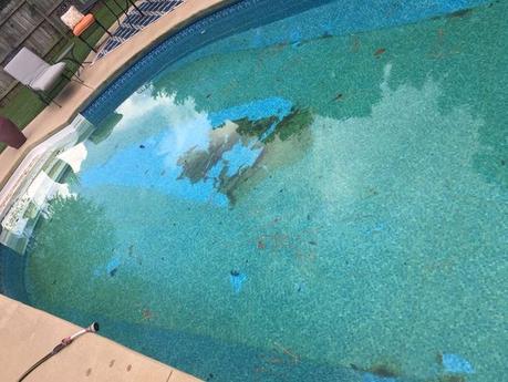 How do you know if your swimming pool is clean