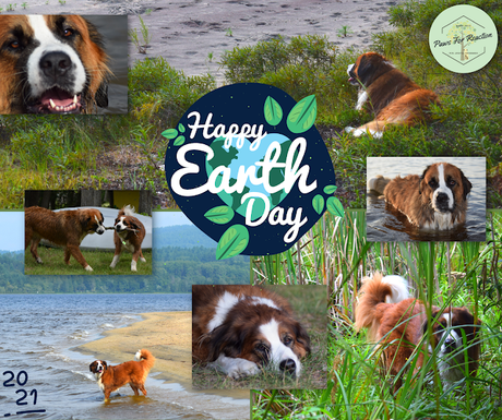 Happy Earth Day: Environmental stories for dog owners, animal lovers, and climate activists