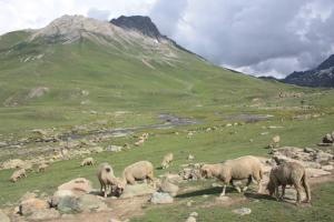 POEM: The Shepherd Dream [PoMo Day 23 – Eclogue]