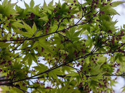 Friday Fotos: Leaves and blossoms