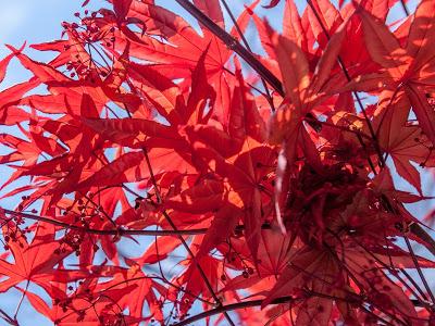 Friday Fotos: Leaves and blossoms