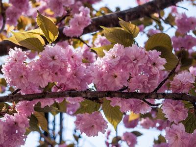 Friday Fotos: Leaves and blossoms