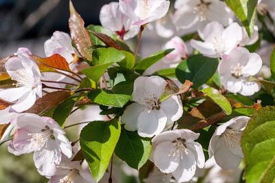 Friday Fotos: Leaves and blossoms