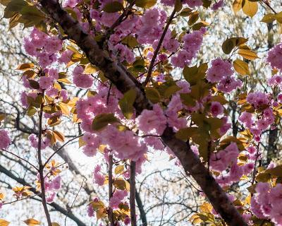 Friday Fotos: Leaves and blossoms