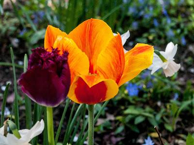 Flowers red yellow purple orange white