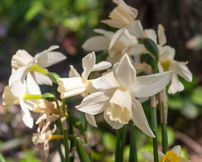 Flowers red yellow purple orange white