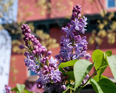 Flowers red yellow purple orange white