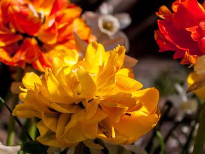 Flowers red yellow purple orange white